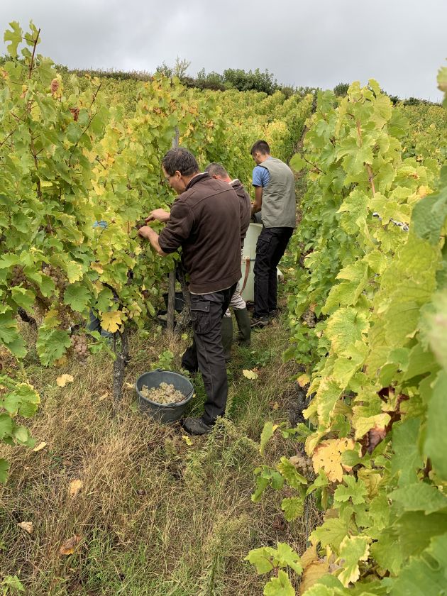 Riesling Fruehmess Sohler