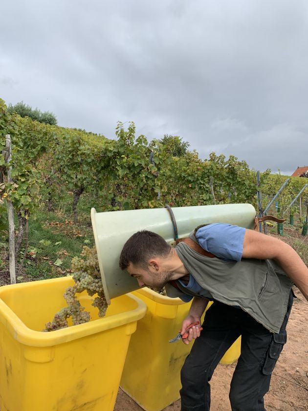 Vendanges Fruehmess Sohler